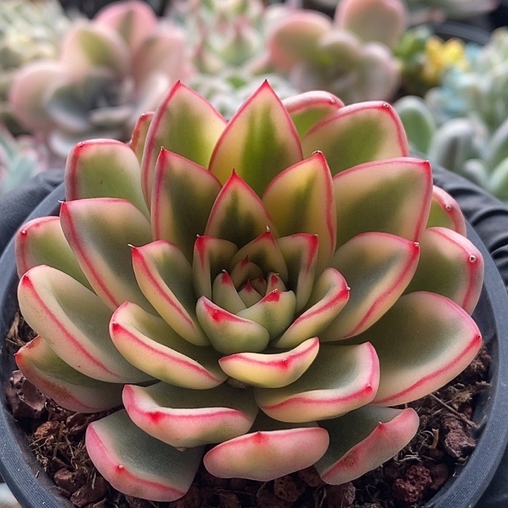 汉娜锦大单头多肉植物