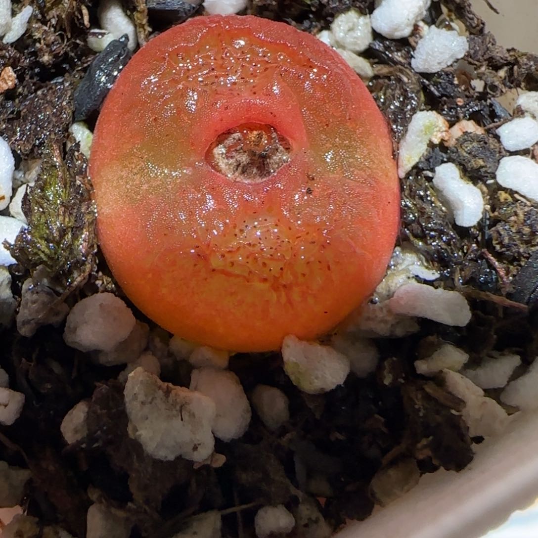 肉锥多肉植物百科-水蜜桃182