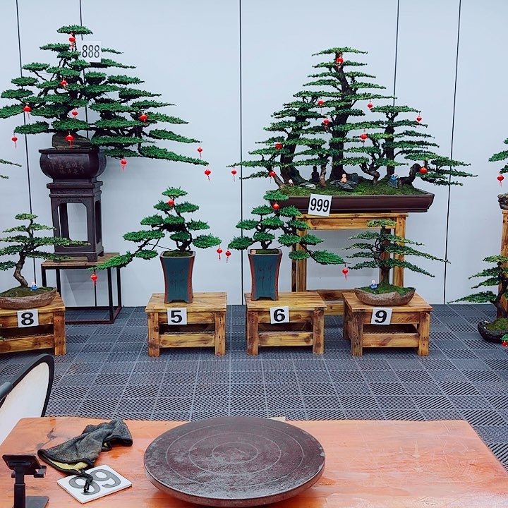 松树盆景一物一拍