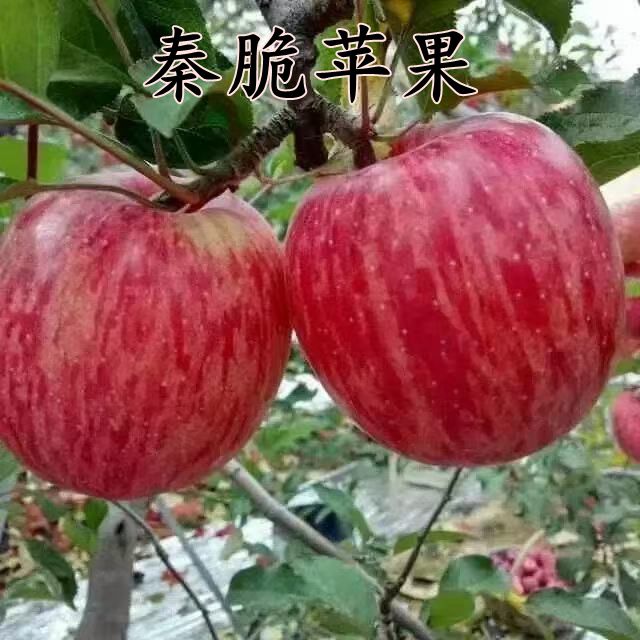 矮化G935秦脆苹果苗苹果水晶秦脆树苗脱毒苗富士苹果树苗北方种植