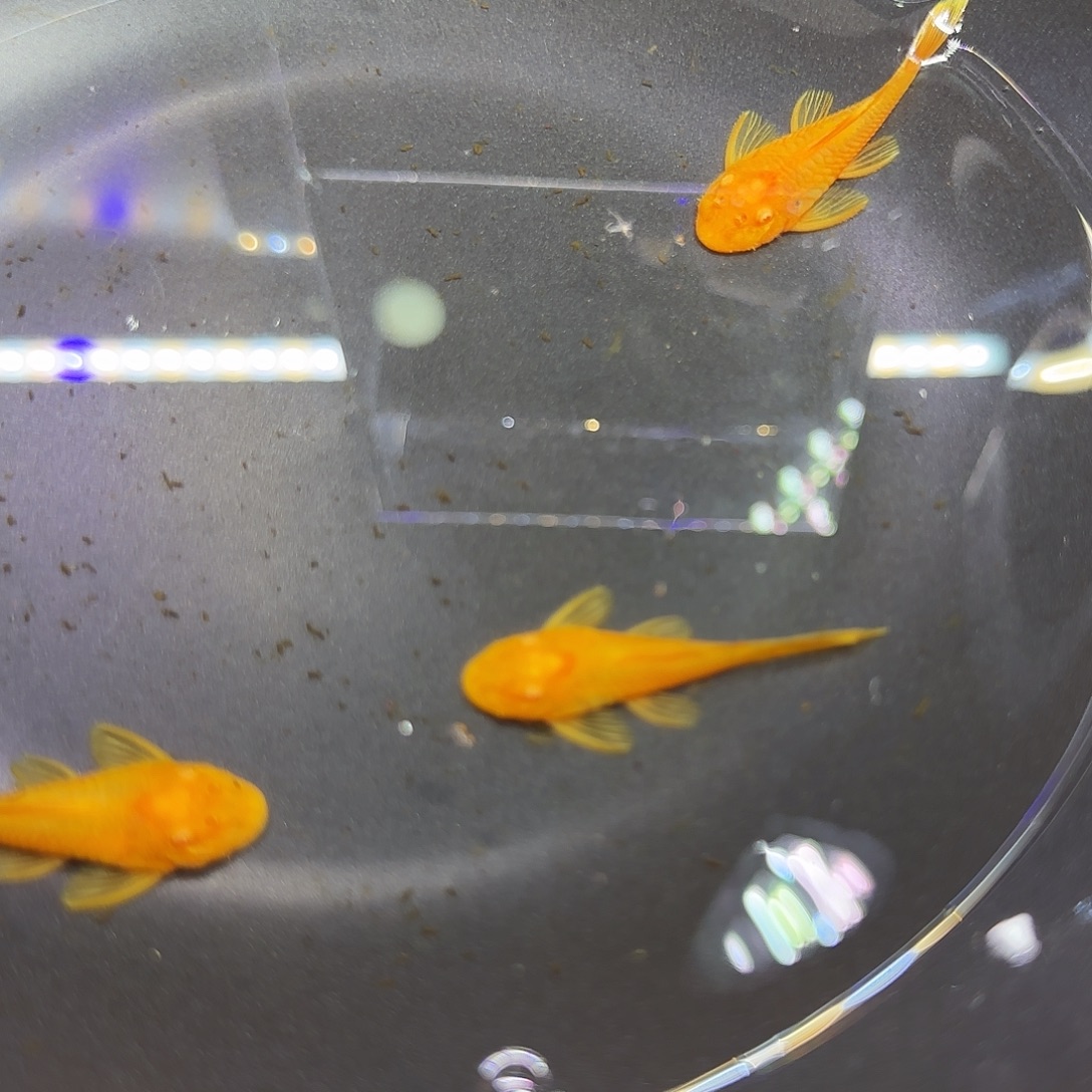 孔雀鱼五厘米黄金胡子三条