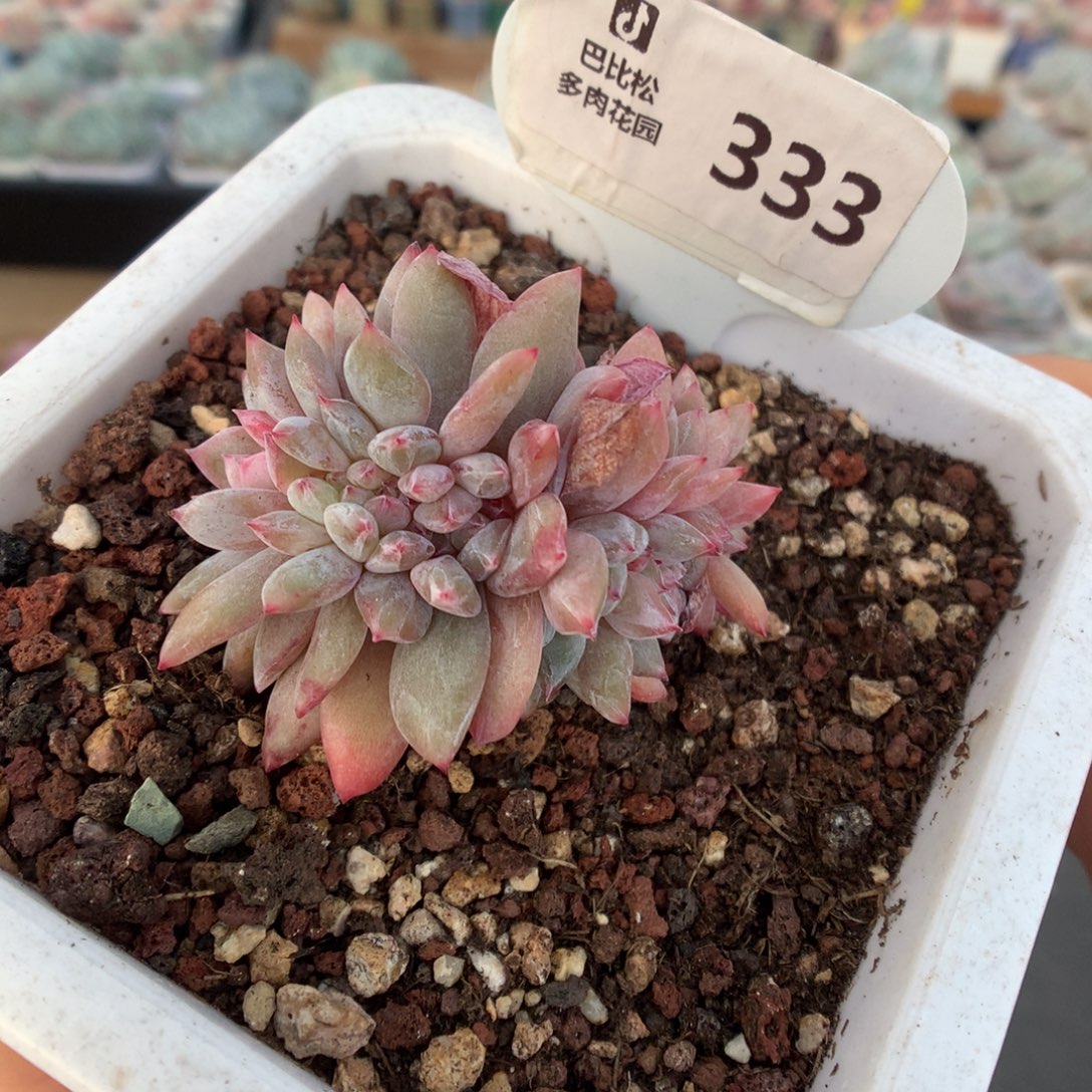 333星影缀化多肉植物