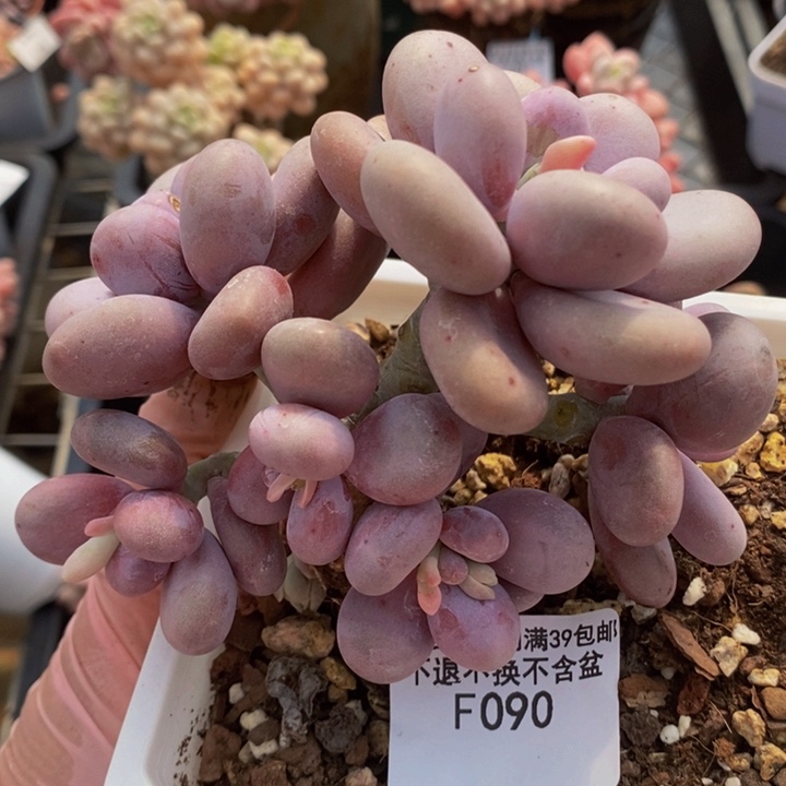 水光针奶酪10cm090多肉植物