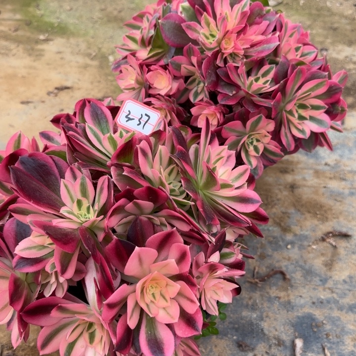 3-37女巫有砍过处理不包售后2