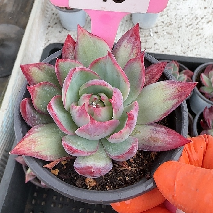 48 惊鸿仙子多肉植物6-9cm