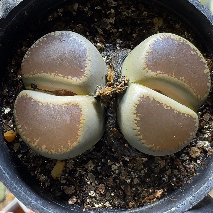 生石花111112。 172