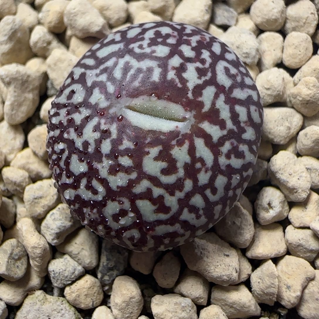 洋*烊2.15精品多肉唐草Sp墨33号