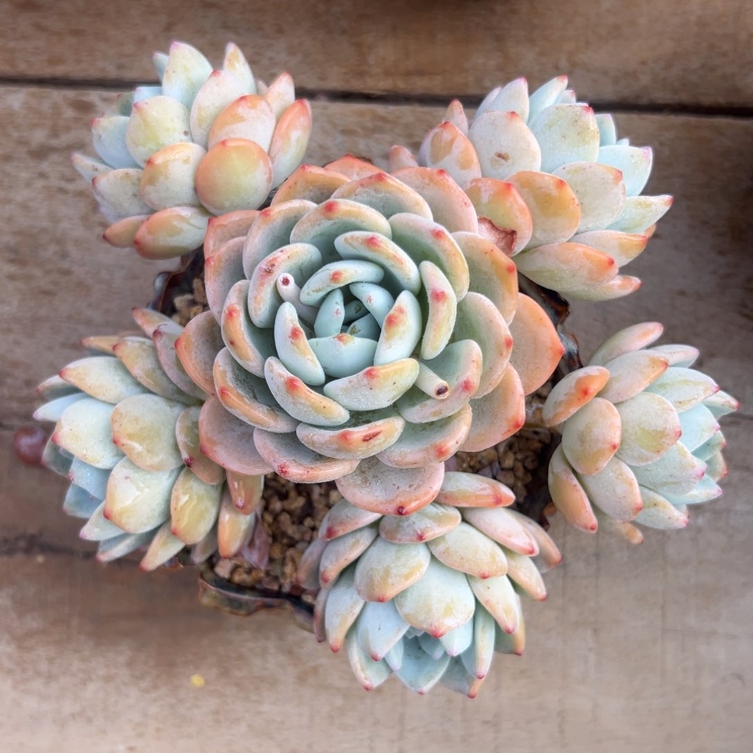 多肉植物一物一拍055