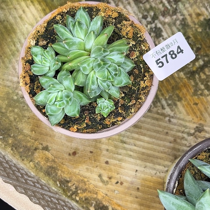 阿雅园艺。     5784