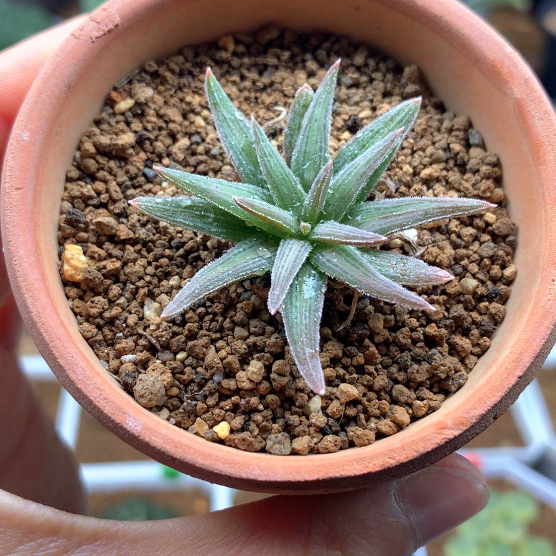 短叶块根寿母本带盆多肉