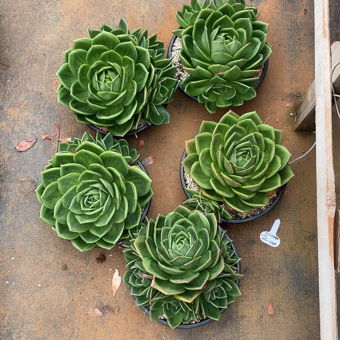 若如多肉翠花小量拍