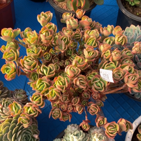 @**宝1713桃花坞多肉