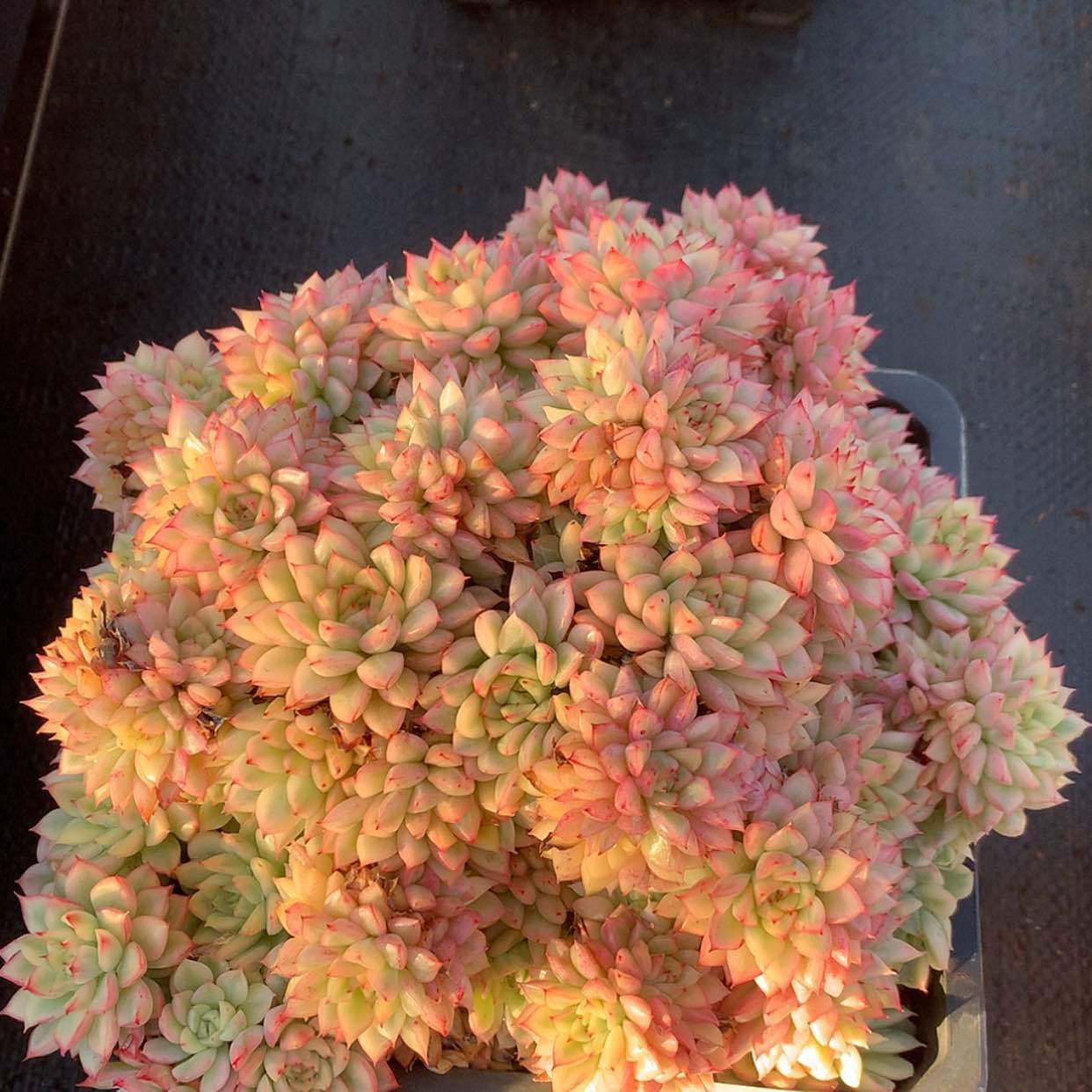 【闪购商品】云224号