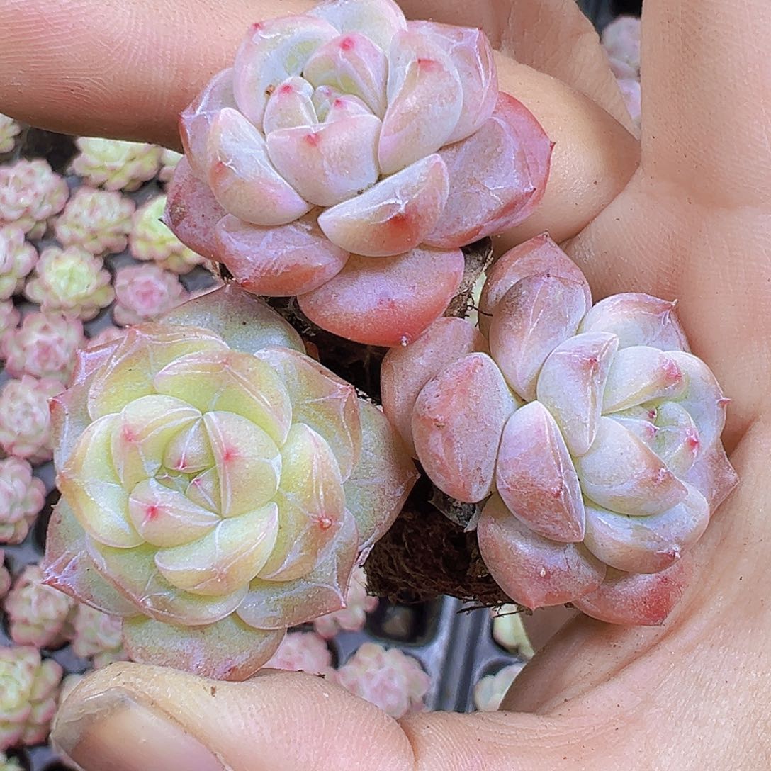 明月之心5个19包邮