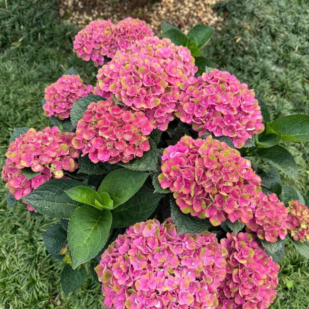 魔幻夏洛特绣球多季节开花耐热耐寒多年生花卉
