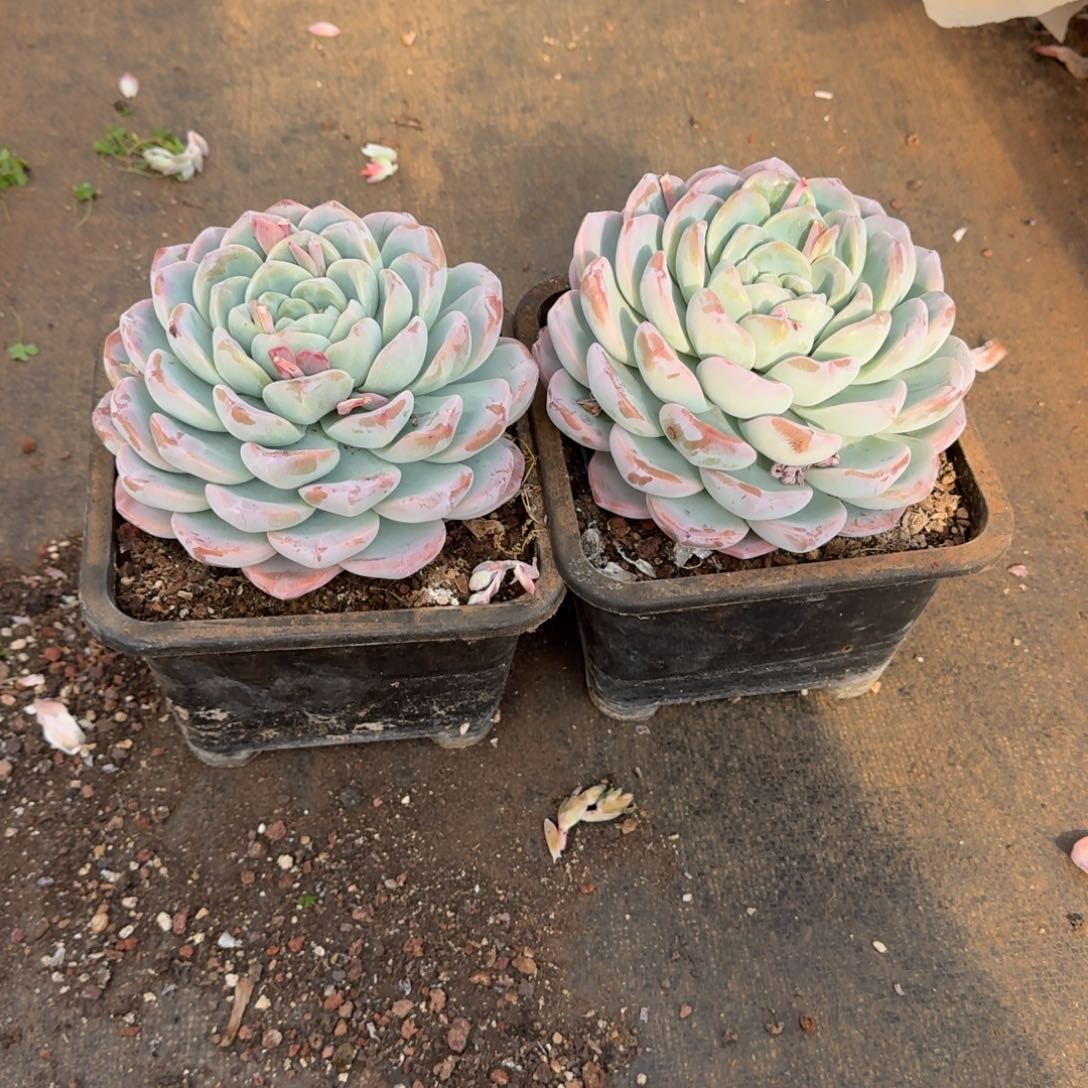 2个大单头冰玉180盆多肉植物