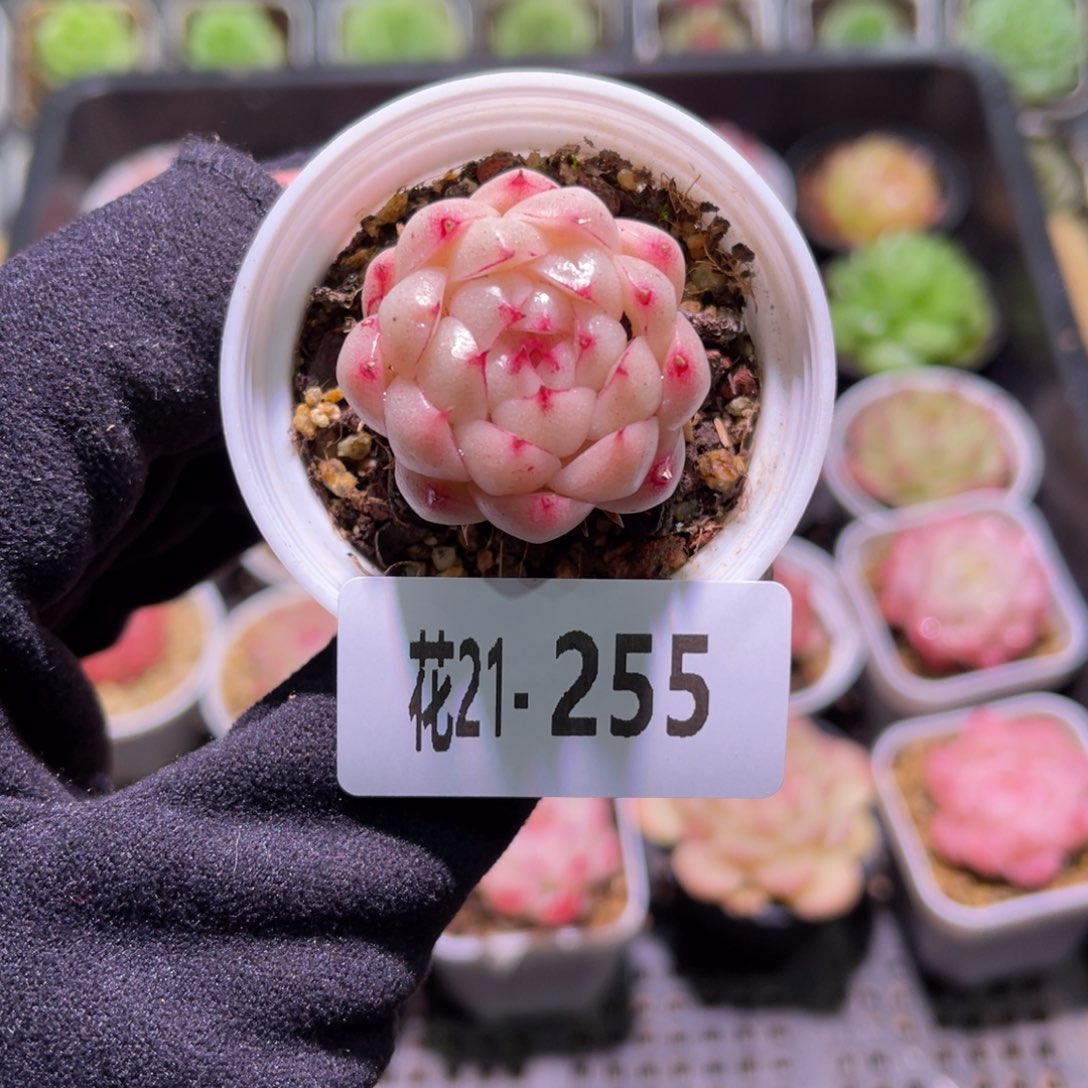 花利美21-255麦秆