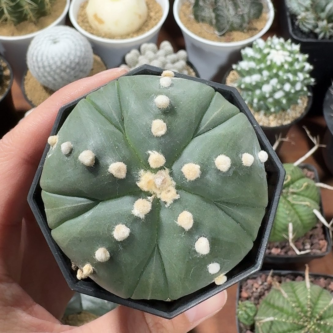 复棱兜仙人球12345