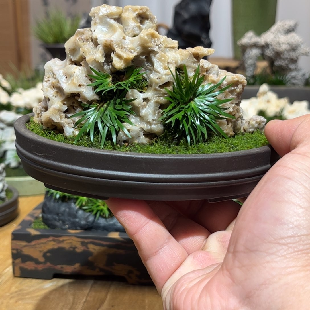 三盆附石菖蒲友情价