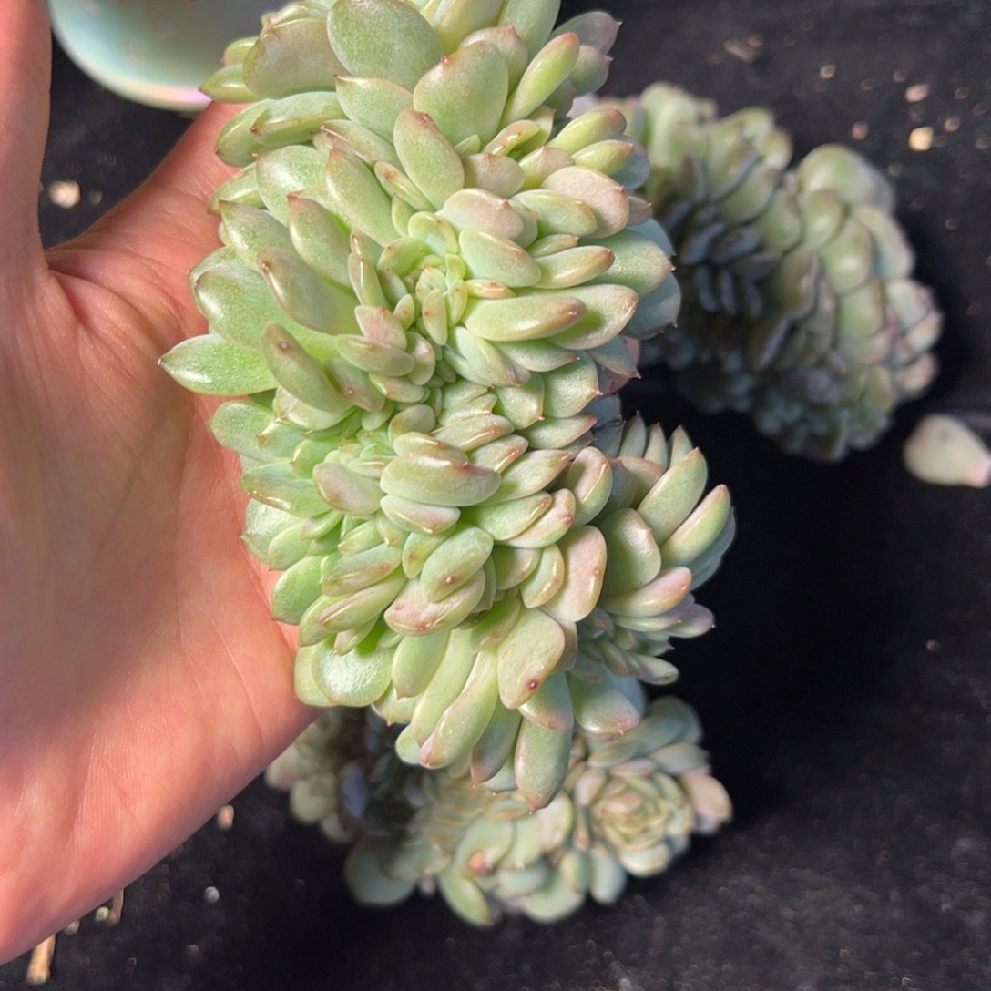 橙***冰 新年快乐新年快乐