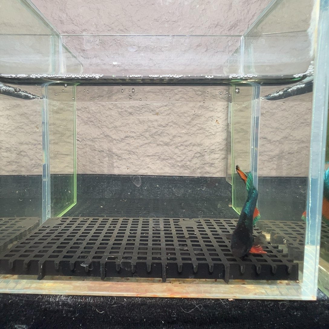 斗鱼阿浩泰斗17日27