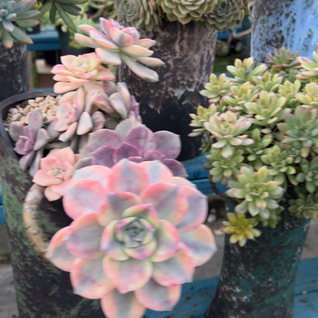 老桩紫乐锦裸肉发货