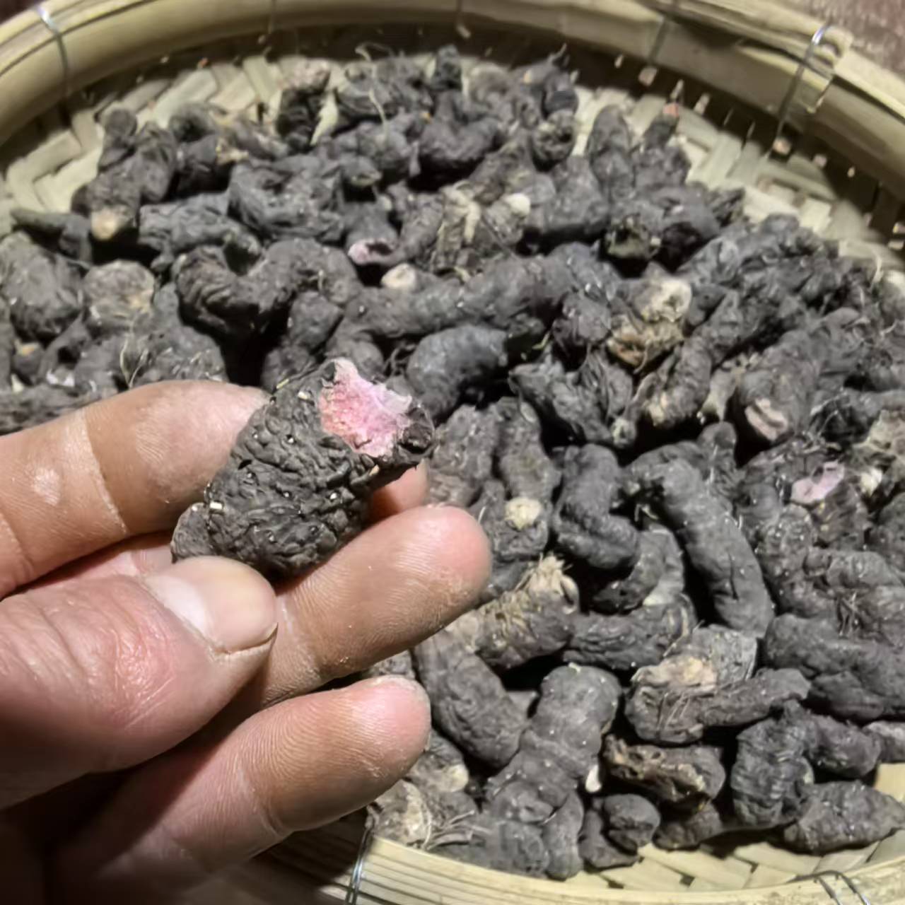 甘肃野外采挖紫参包邮