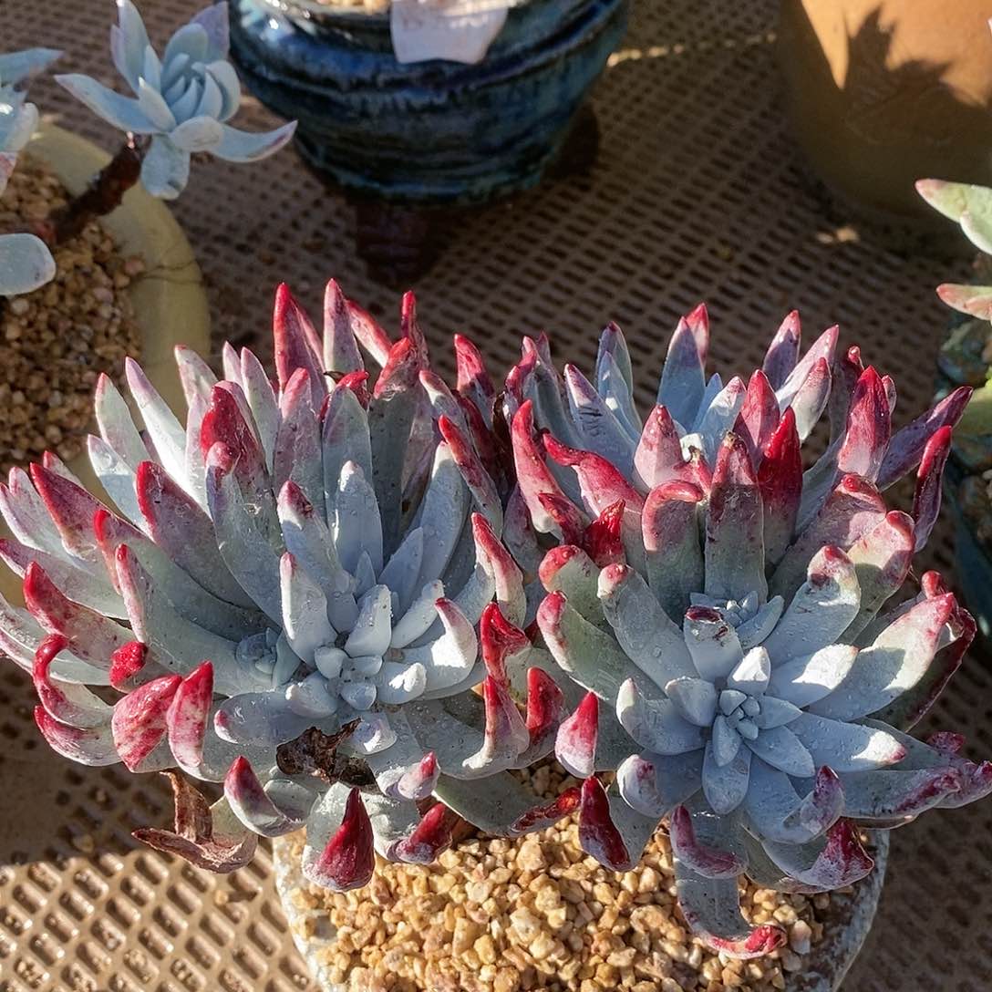 【闪购商品】初霜苹果叶多肉2238