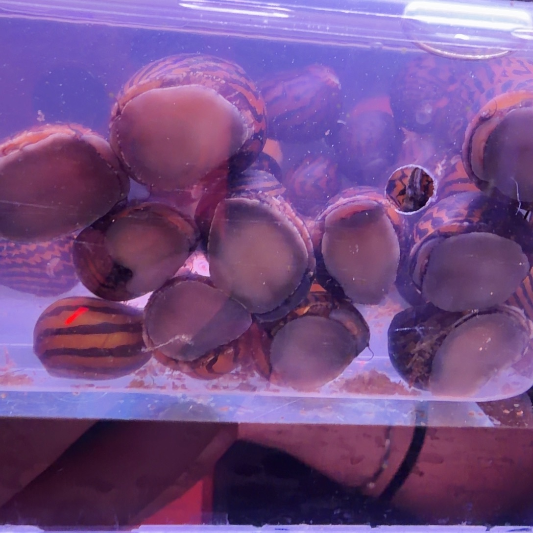 清道夫鱼斑马螺10只(6送4备损)