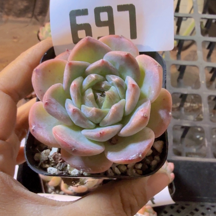 697.qqqqqqqwwwwwww