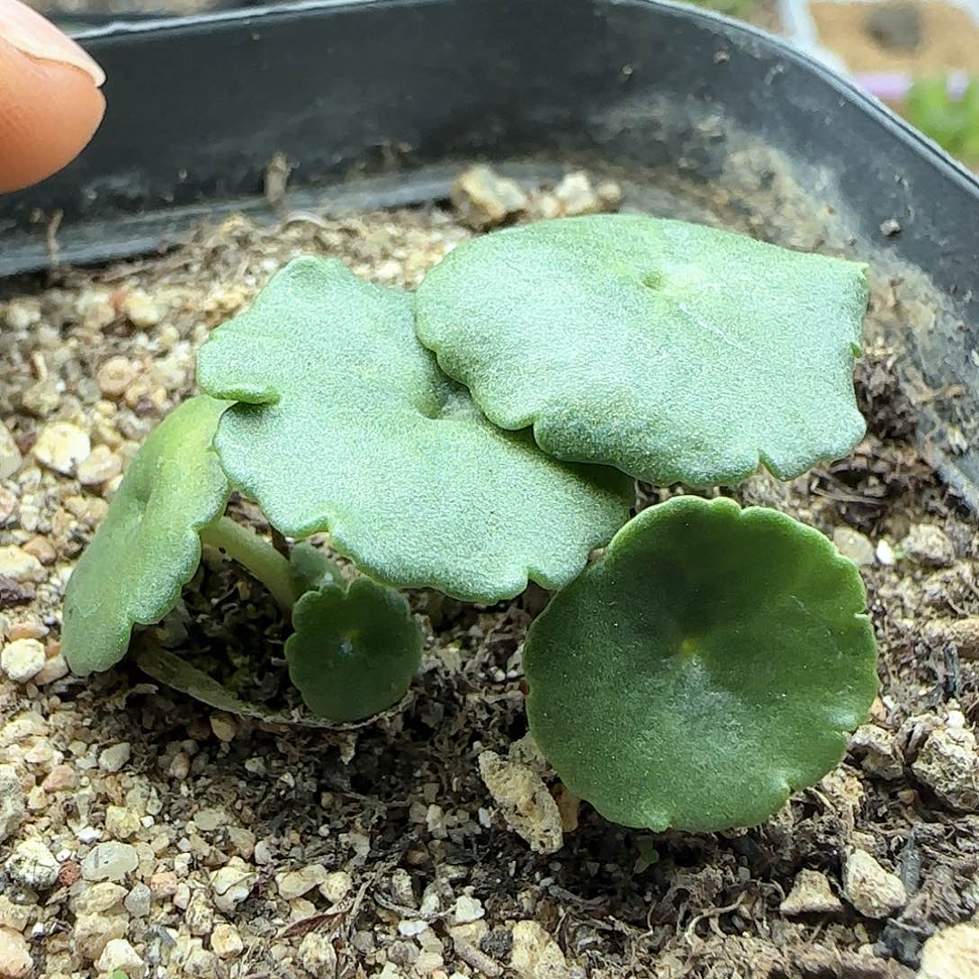 脱土发货28包邮25841