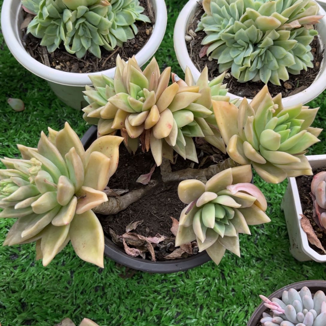 15277黄金表丽娜朵朵老庄