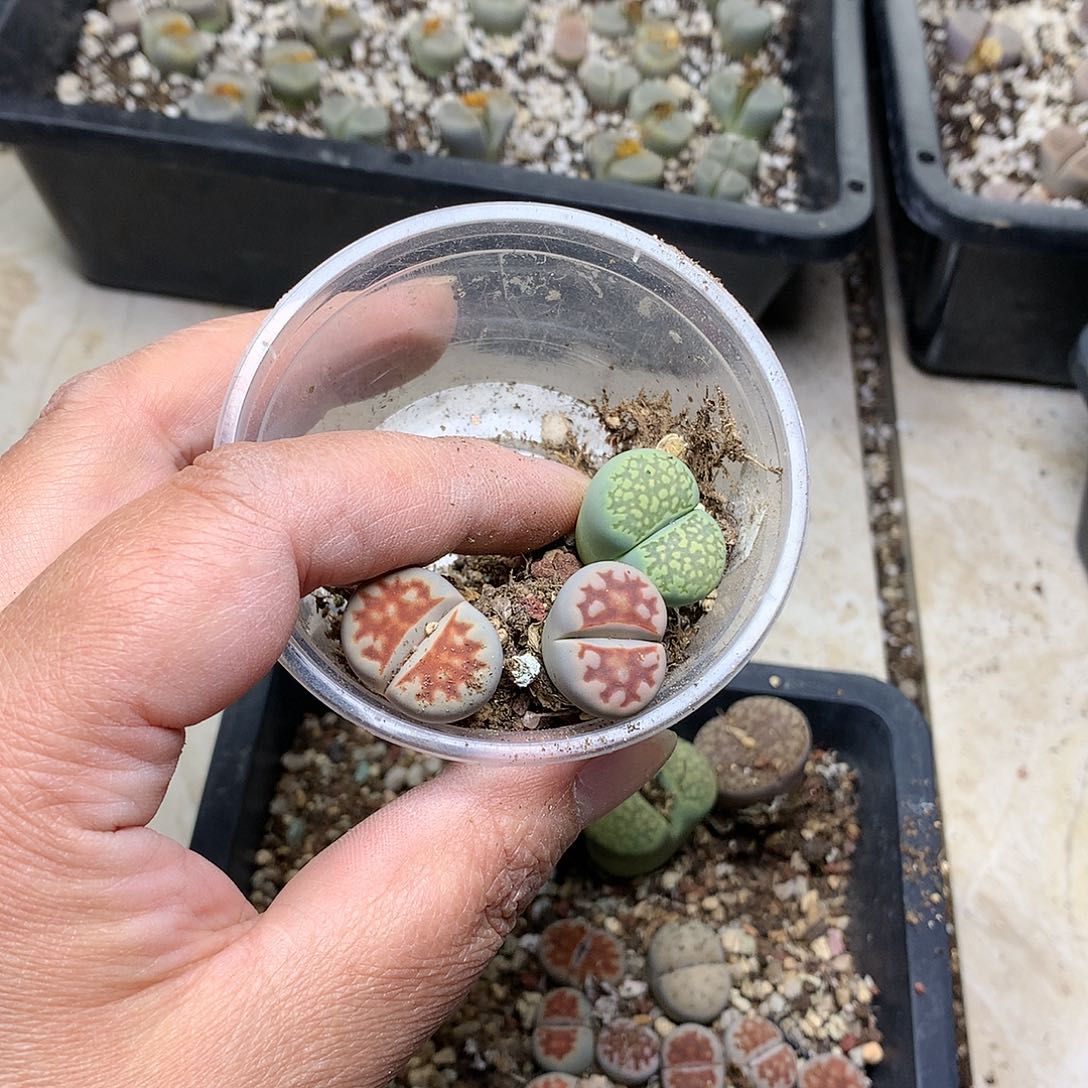 华K67多肉植物保护研究所
