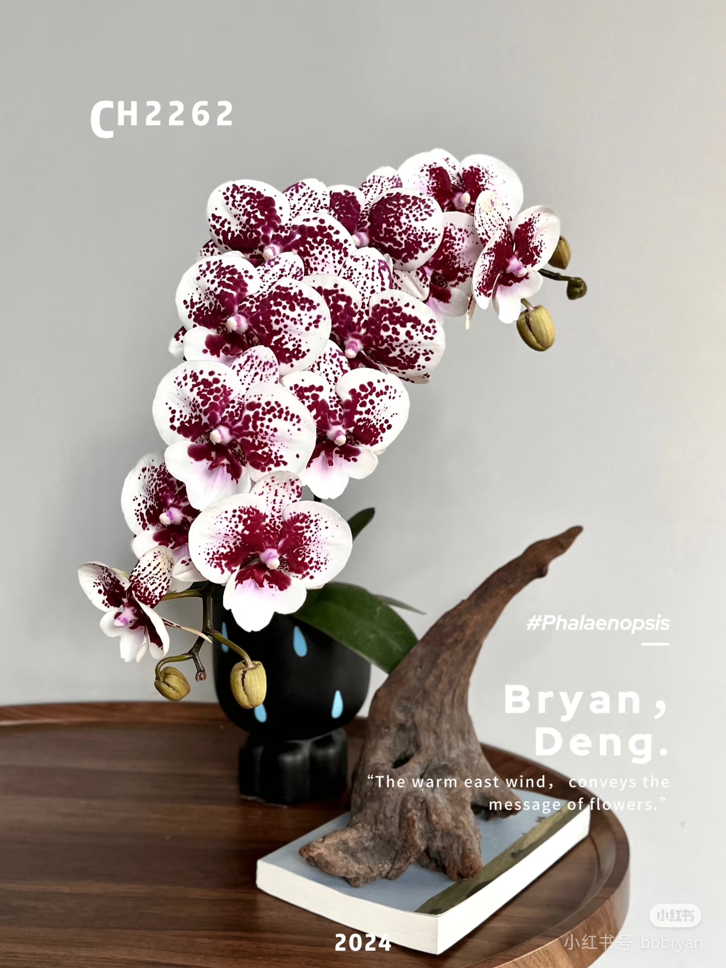 CH2262百变神童蝴蝶兰3.5寸杯苗蝴蝶兰苗(包邮快递，自行下单)