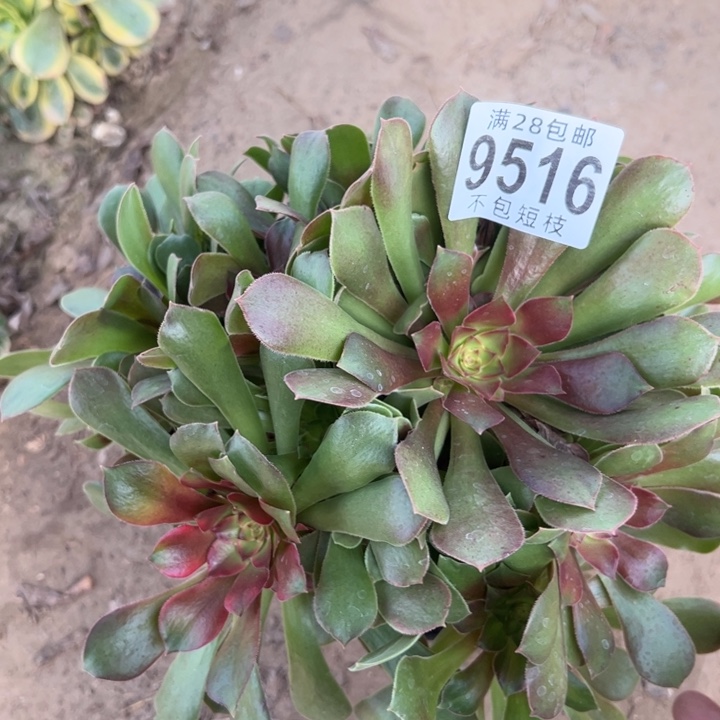 流星雨多肉植物法师9516