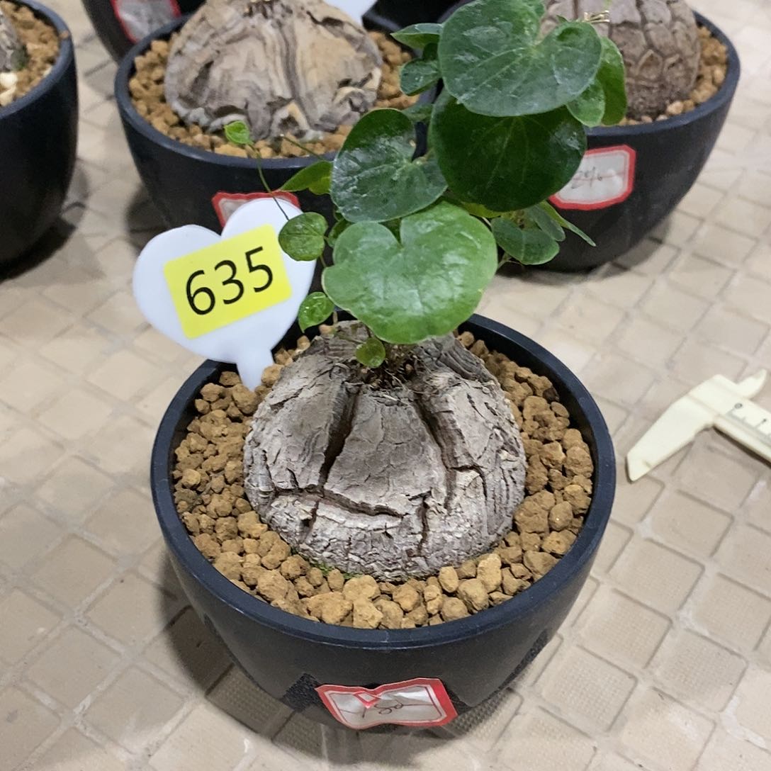 南非龟甲龙龟甲龙