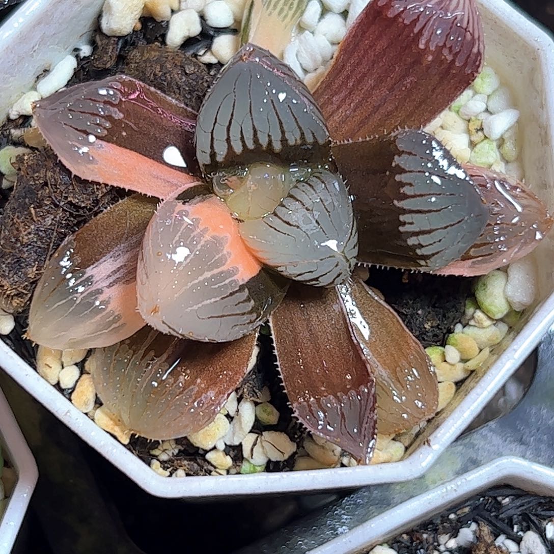 糯玉露锦十二卷多肉