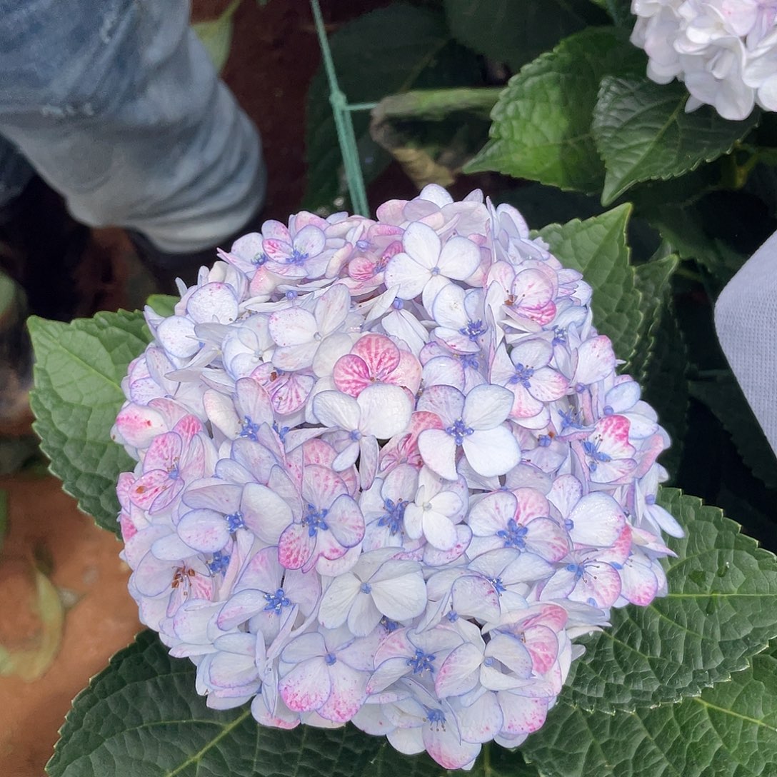 绣球切花一物一拍3枝起包邮，156