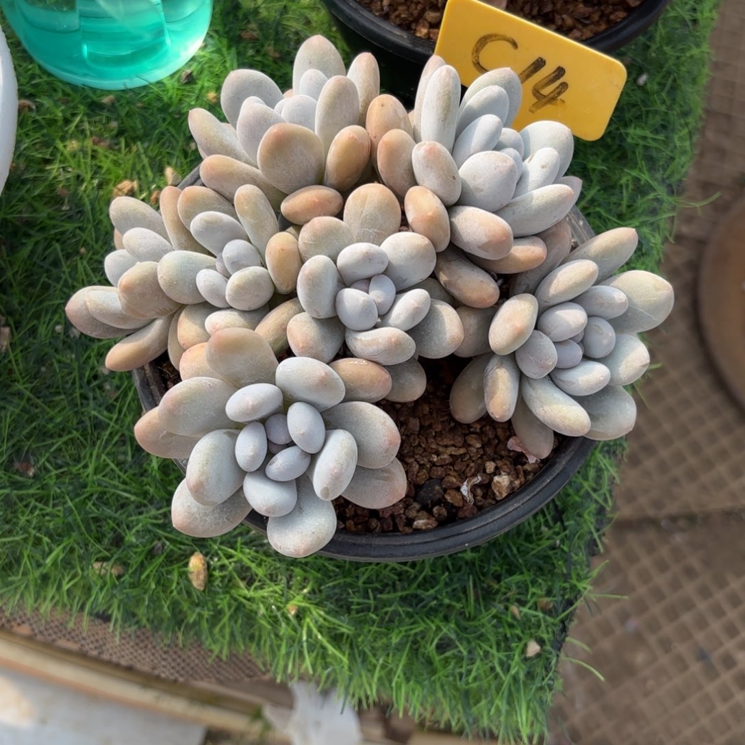 风***淡14fghjjiiiikkkkkkkkk多肉