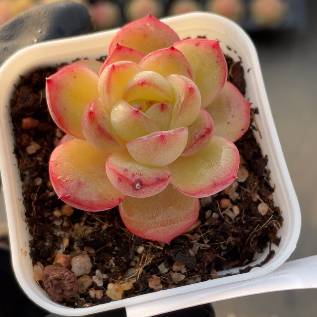 558号糖心冰心珍妮