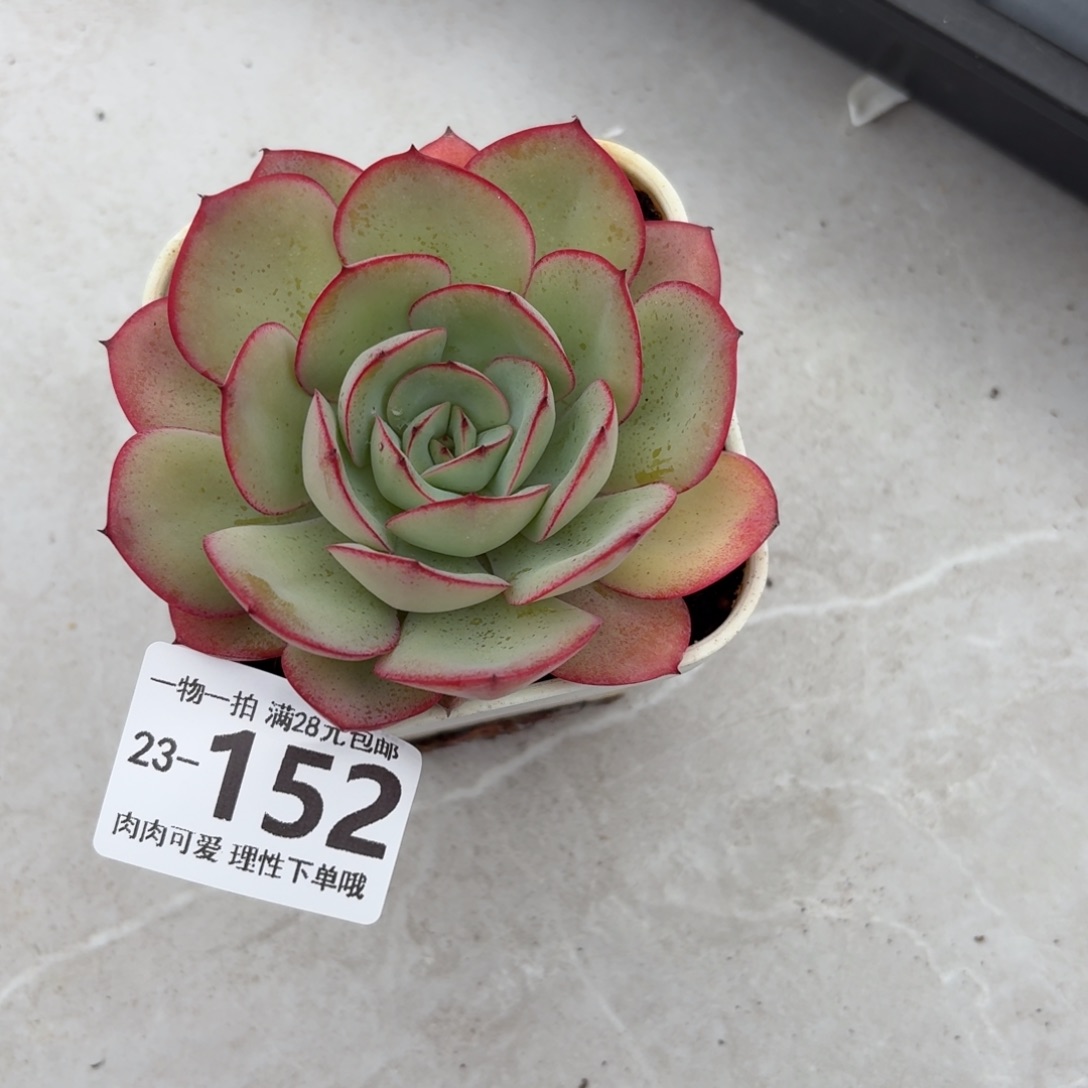 牡丹亭无盆土发货