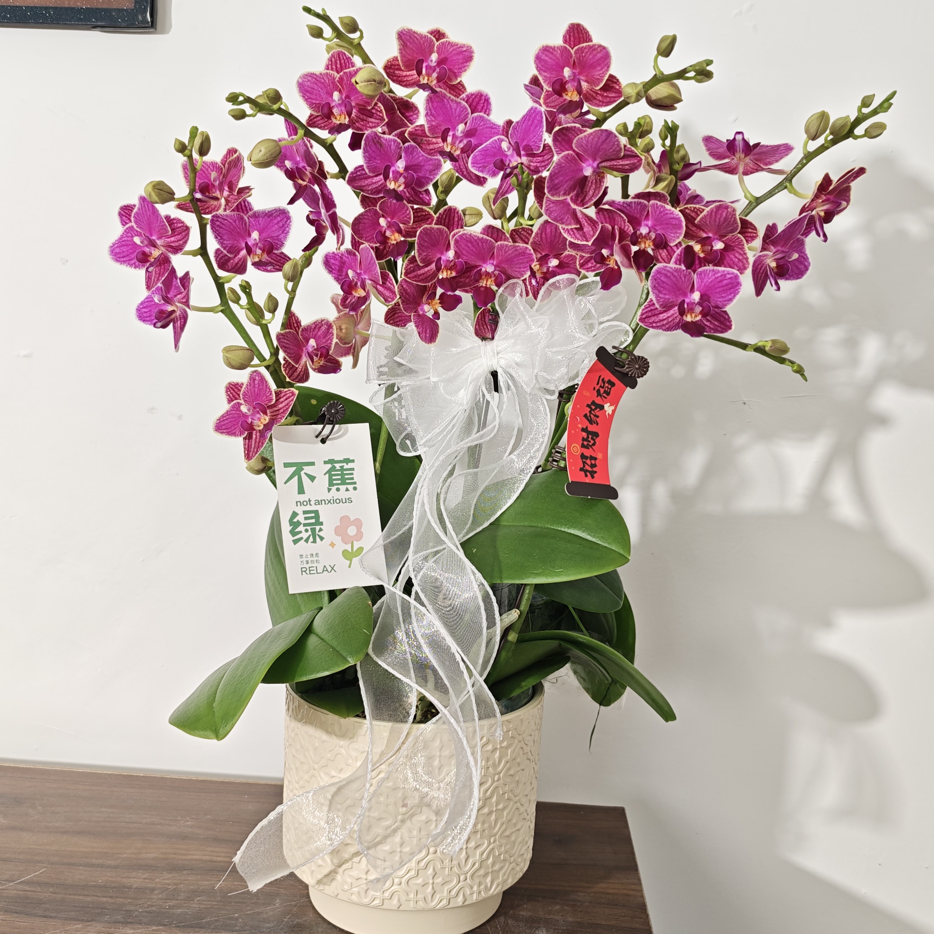 【金边玲珑】蝴蝶兰 经典年宵花 金红色 带花苞 带侧枝