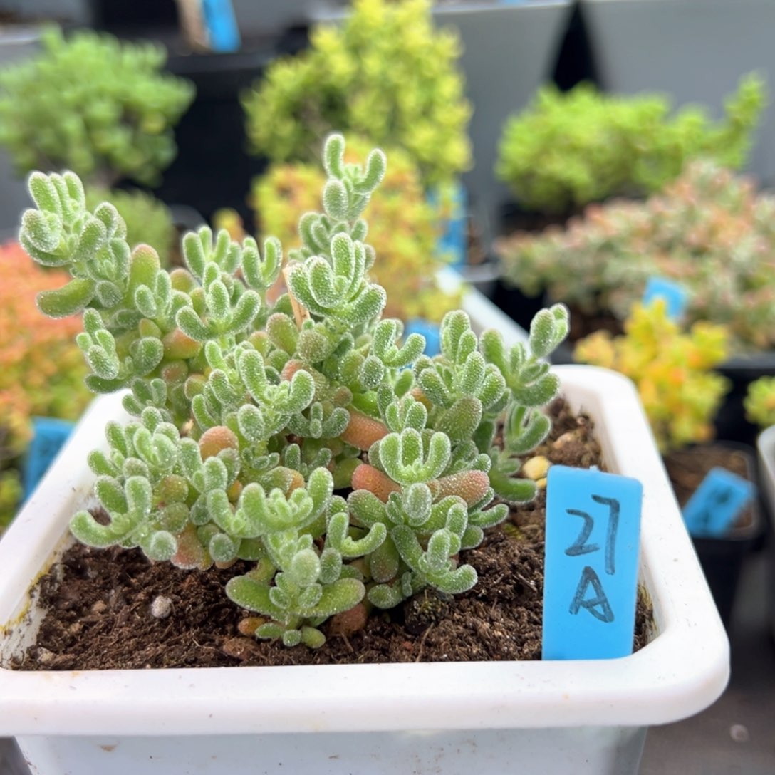 优选粉冰晶27号10厘米盆