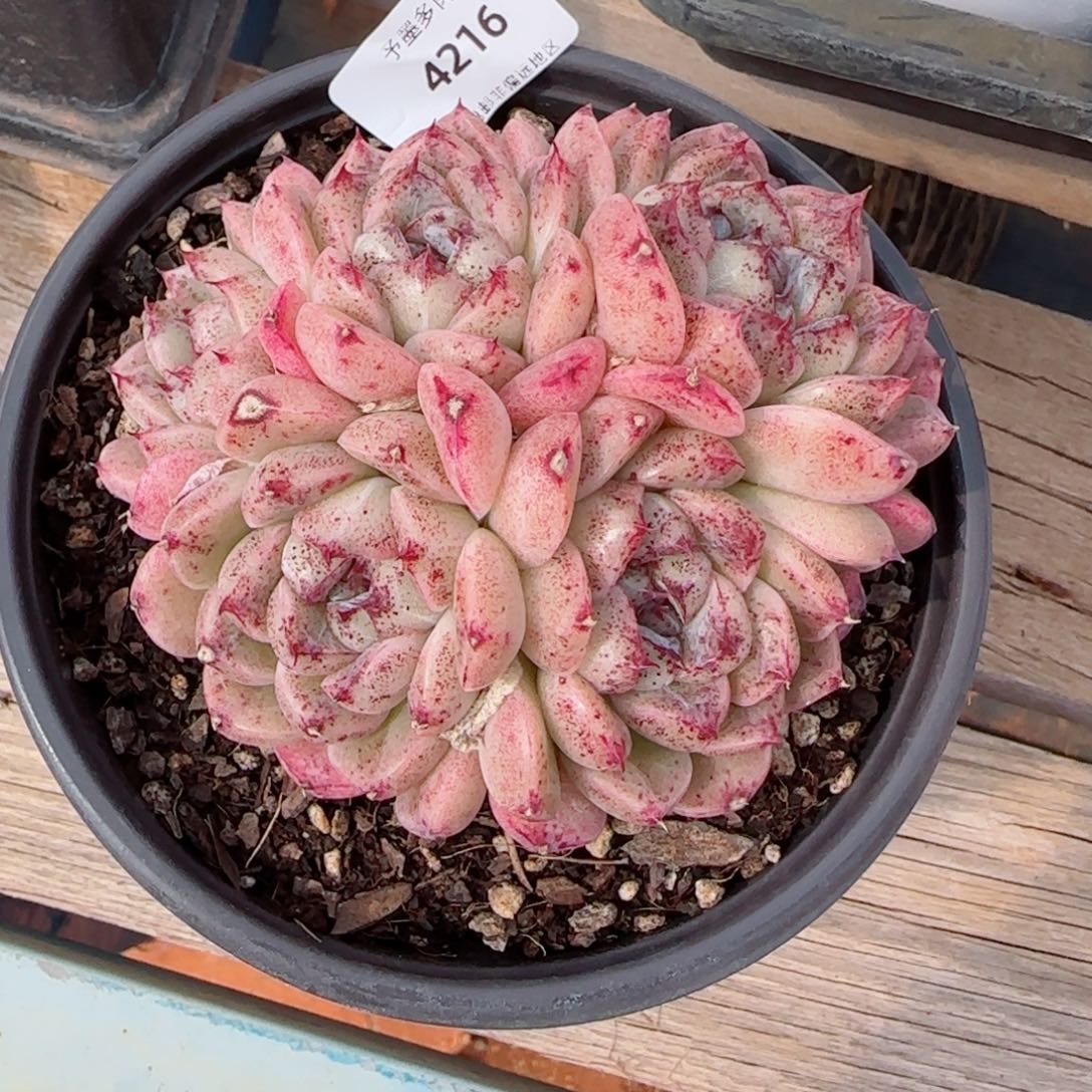 惠**主赤水晶，4216多肉植物