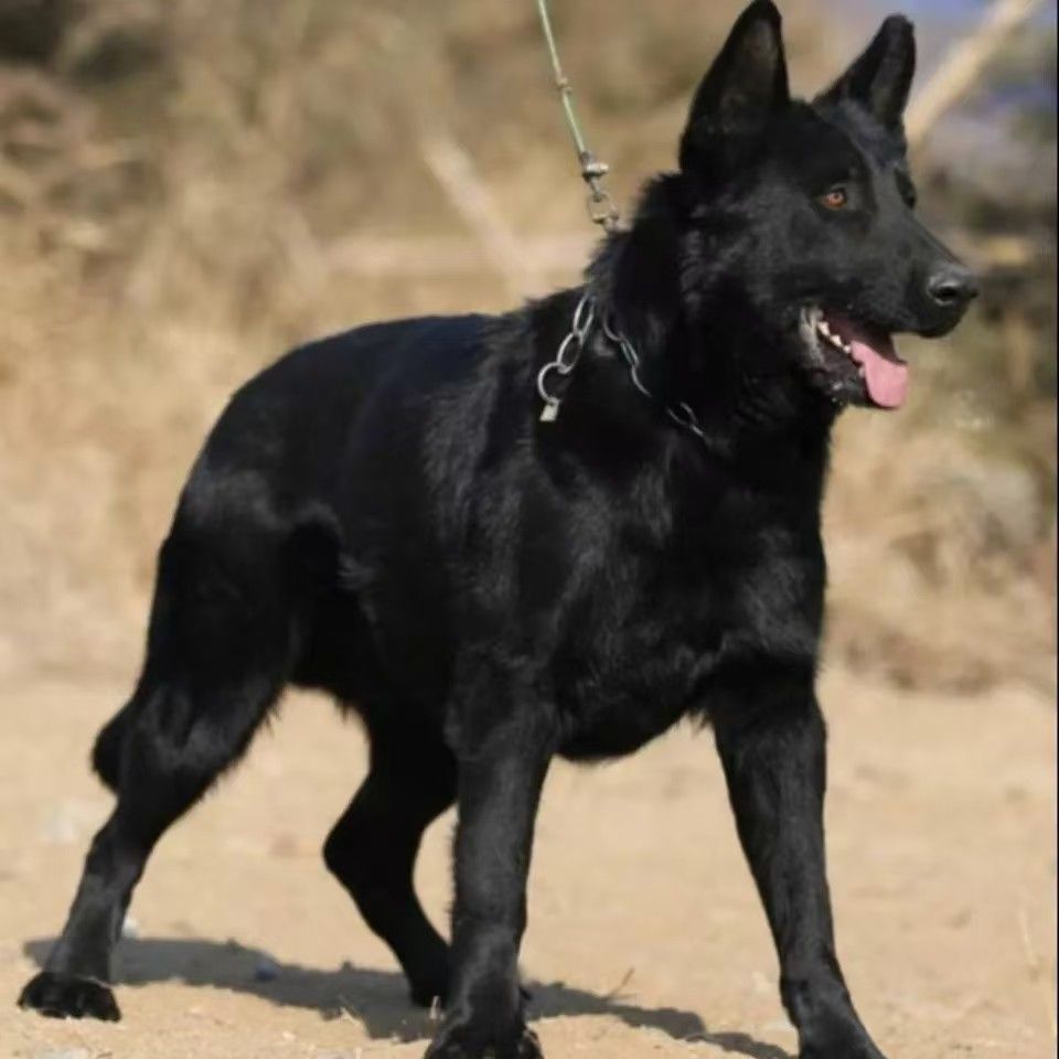 中国黑狼犬中华黑狼犬正宗狗狗活物纯黑狼犬墨界黑狼幼崽大型黑狗