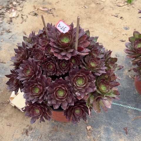 2-26红魔多肉植物