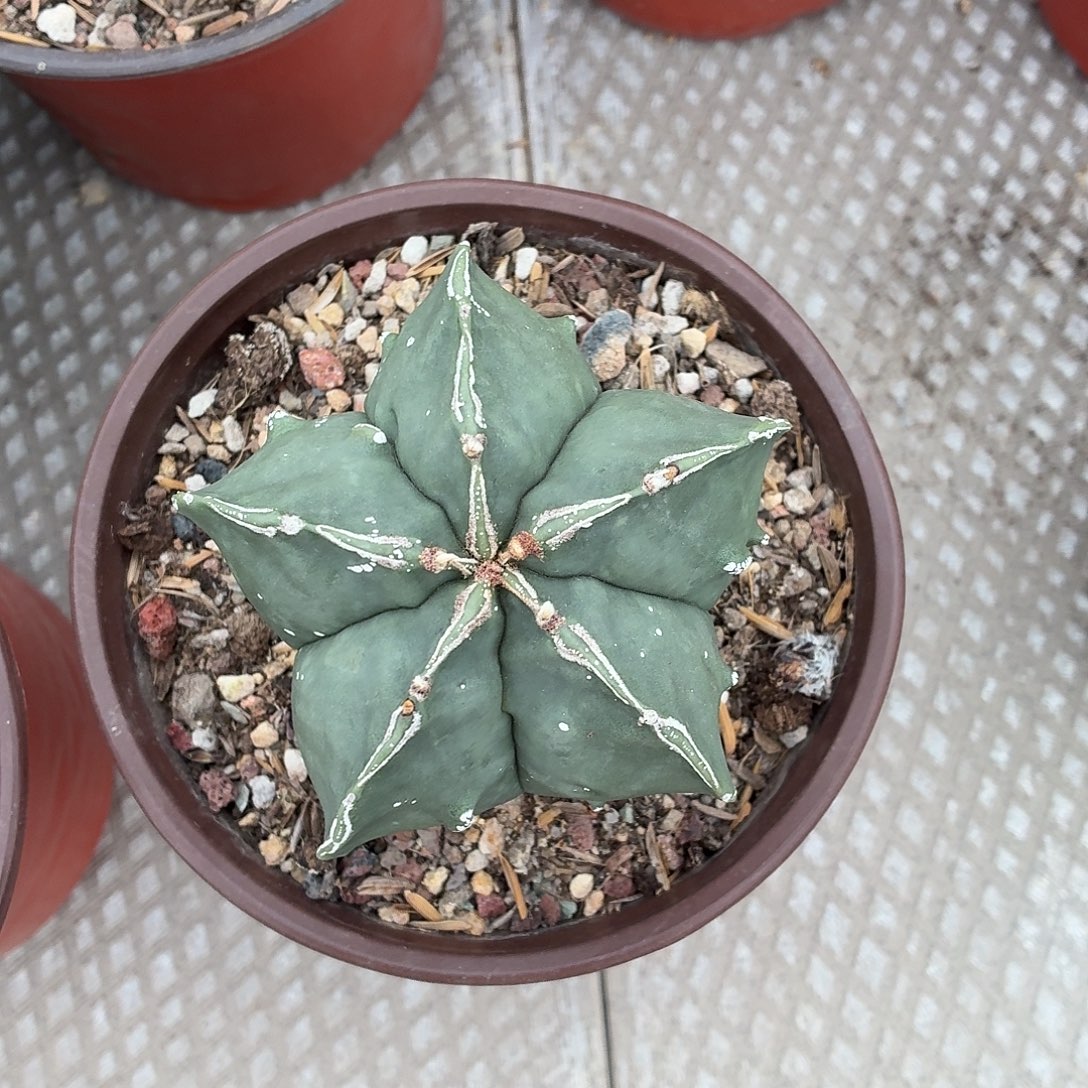 健***福无花朵核桃鸾？！！！！！！！