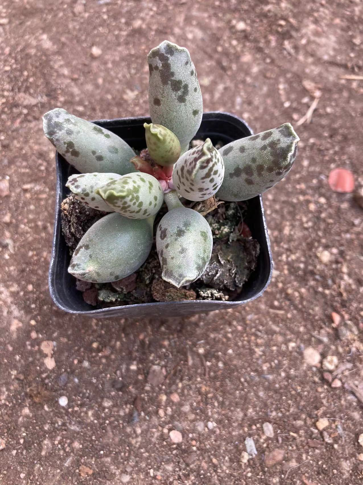 多肉植物6.5公分海豹多肉盆栽