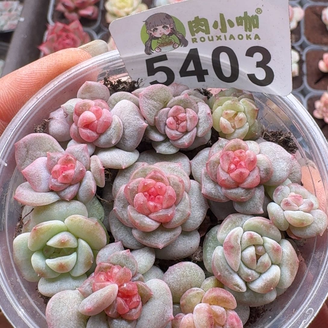 多肉植物多肉植物