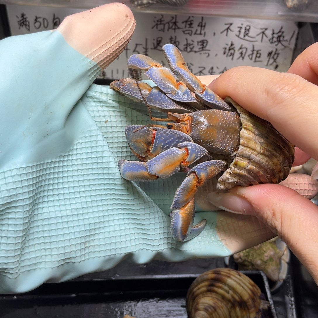 12号，3.8口异色紫陆寄居蟹